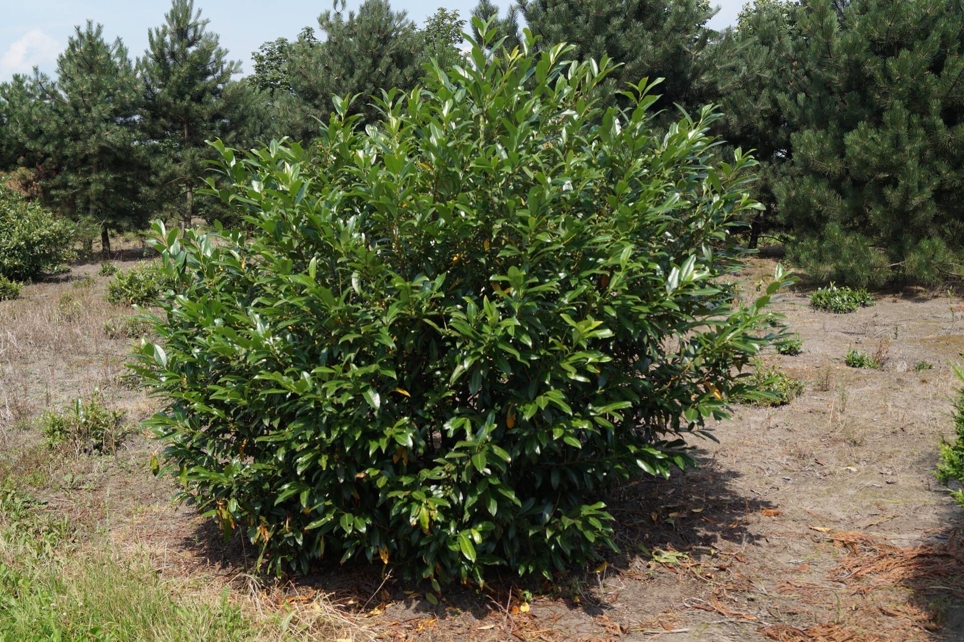 Prunus laurocerasus Herbergii_08